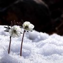 변산바람꽃, 너도바람꽃 이미지