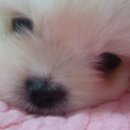 퍼피앤유 이미지