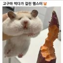 GS25 김햄찌 핫치킨 부리또 솔직리뷰🐹🔥🌯