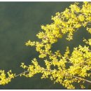 꽃피는 봄날 이미지