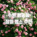 경기도 수원시 팔달구 세지로331번길 | 수원 행궁동 실시간 장미 개화 현황 및 장미 명소 추천