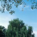 나무와 해(海) 이미지