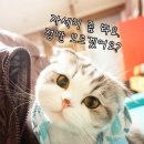 냥이네 이미지