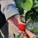 동방농장 이미지