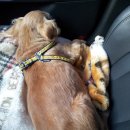 돌돌이네 이미지