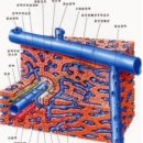 간 청 소 ( Liver Cleaning ) 이미지