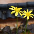 축령산아침 이미지