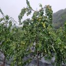 세종농장 이미지