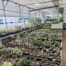 평안꽃식물원 이미지