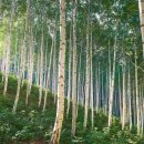 자작나무숲 스테이 이미지