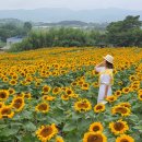 원요사 | 함안 강주 해바라기 축제 개화 상태 및 주차장 실시간(2026.06.22)