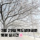 맥도생태공원 | 부산 강서구 맥도생태공원 벚꽃 개화상태 (3월 29일 현재) 실시간 후기