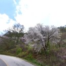 녹전로(녹전면) 이미지