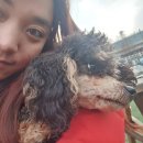 펫피랜드 이미지