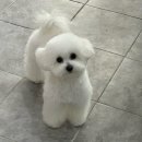 샤멍샤멍 이미지