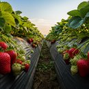 이수축산농장 이미지