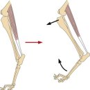 ABC동물병원 이미지