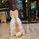 메리몰펫샵 이미지