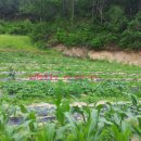 화천농장 이미지