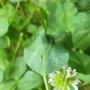 한잎클로버 이미지