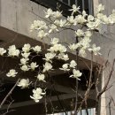 지니스헤어 | 클레스튜디오- 촬영후기, 촬영동행, 웨딩플래너, 동행플래너, 베리굿웨딩