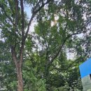 아랫배랭이로 이미지