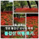 (주)수와진푸드 | 9월 여행 당일치기. 영광 불갑산 상사화 축제 후기.