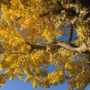 원도심 은행나무 이미지