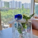 꼼므플레르 | 대구 동성로 꽃집 플레르꼼므 집들이 선물로 좋은 파란장미 화병