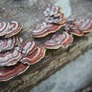 무등산버섯 이미지