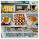 금정농장(4) | 부산 계란 금정 알찬마켓 동물복지유정란 맛