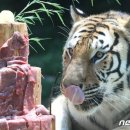 ﻿[뉴스1 PICK]두번째 생일 맞은 한국호랑이…생일상은 고기 케이크 이미지