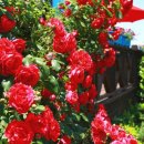 드림펜션1 이미지