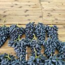 윤화농장 이미지