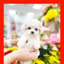 화천동물병원 | 화천강아지무료분양 파피용