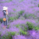 사라실 라벤더 단지 이미지