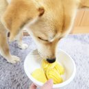 댕구상점 이미지