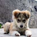 이쁜강아지 이미지