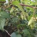 충영농장 이미지