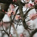 산너머남촌에는 이미지