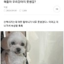 우리집 강아지 이미지