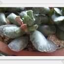 천금성 Daum카페