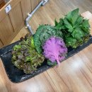 두래촌 | 융건릉 맛집 두래촌 제육우렁쌈밥 후기