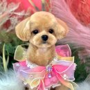 아꼬아 펫 살롱 이미지