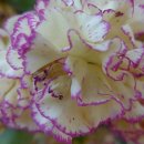 가람농원 이미지