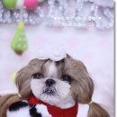 프린세스 말티즈 이미지