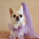 반짝반짝내작은개 이미지