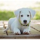 다래 동물병원 이미지