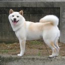 부자캔넬 이미지