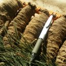 평창백덕산더덕 이미지